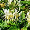 Honeysuckle Lonicera Honey Baby