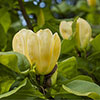 Magnolia  brooklynensis Yellow Bird
