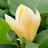 Magnolia  brooklynensis Yellow Bird