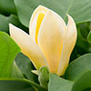 Magnolia � brooklynensis Yellow Bird