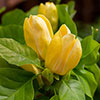 Magnolia � brooklynensis Yellow Bird