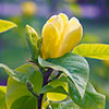 Magnolia � brooklynensis Yellow Bird