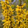 Forsythia intermedia Minigold