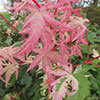 Acer palmatum Phoenix