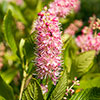 Clethra alnif. Ruby Spice 9cm