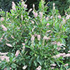 Clethra alnif. Ruby Spice 9cm