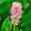 Clethra alnif. Ruby Spice 9cm
