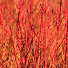 Cornus sanguinea Midwinter Fire