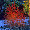 Cornus sanguinea Midwinter Fire