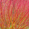 Cornus sanguinea Midwinter Fire
