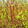 Cornus sanguinea Midwinter Fire