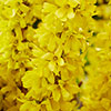 Easter Tree Forsythia Mikador