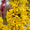 Easter Tree Forsythia Mikador
