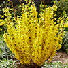 Easter Tree Forsythia Mikador