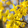 Easter Tree Forsythia Mikador