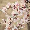Japanese Blossom Cherry Prunus Kojo-No-Mai