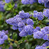 Ceanothus thyrsiflorus var. repens Californian Lilac