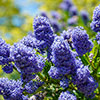 Ceanothus thyrsiflorus var. repens Californian Lilac