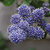 Ceanothus thyrsiflorus var. repens Californian Lilac