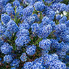 Ceanothus thyrsiflorus var. repens Californian Lilac