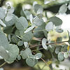 Eucalyptus gunnii Bush