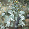 Eucalyptus gunnii Bush