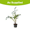 Eucalyptus gunnii Bush