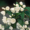 Philadelphus Snowbelle Mock Orange Philadelphus Snowbelle Mock Orange