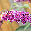 Buddleia Berries and Cream