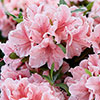 Azalea Encore Collection