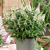 Buddleia davidii Butterfly Candy Little White