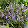 Buddleia davidii Butterfly Candy Lila Sweetheart Buddleia davidii Butterfly Candy Lila Sweetheart