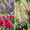 Buddleia davidii Butterfly Candy Collection