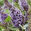 Buddleia davidii Butterfly Candy Collection