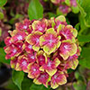 Hydrangea Glam Rock