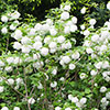 Viburnum opulus Roseum Snowball Tree