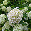 Viburnum opulus Roseum Snowball Tree
