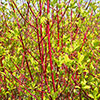Cornus sanguinea Midwinter Fire 9cm x 3