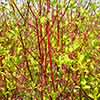 Cornus Midwinter Fire Cornus Midwinter Fire