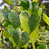 Cercis canandensis Forest Pansy