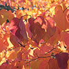 Cercis canandensis Forest Pansy