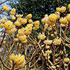 Edgeworthia chrysantha Grandiflora Paper Bush 3L