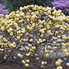 Edgeworthia chrysantha Grandiflora Paper Bush 3L