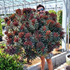 Euphorbia Miners Merlot