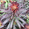 Euphorbia Miners Merlot