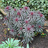 Euphorbia Miners Merlot