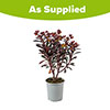 Euphorbia Miners Merlot