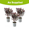 Euphorbia Miners Merlot