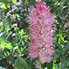 Clethra alnif. Ruby Spice 9cm x3 Clethra alnif. Ruby Spice 9cm x3