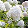 Hydrangea paniculata Limelight